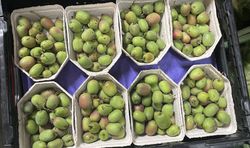 Weinkiwis