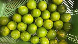 Satsumas in grüner Ökokiste