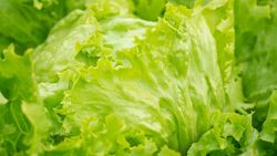 Eisbergsalat