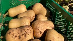 Butternut Kürbis bei der Ernte