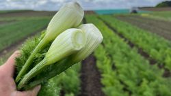 Baby Fenchel