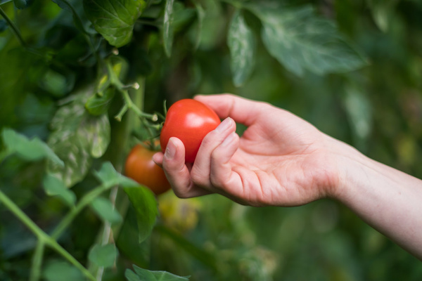 pflückende Hand einer Tomate 