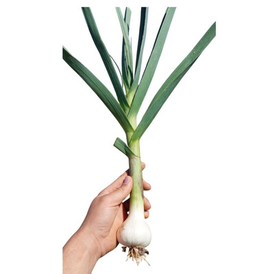 Produktfoto zu Frischer Knoblauch mit Laub