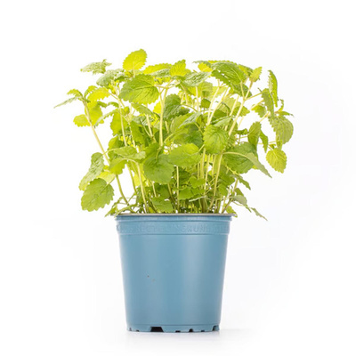 Produktfoto zu Kräutertopf Minze