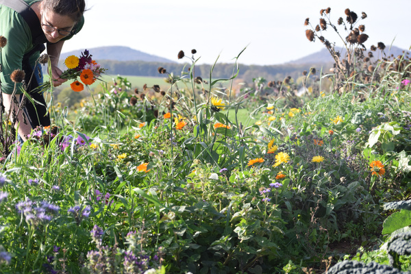 Blumenwiese
