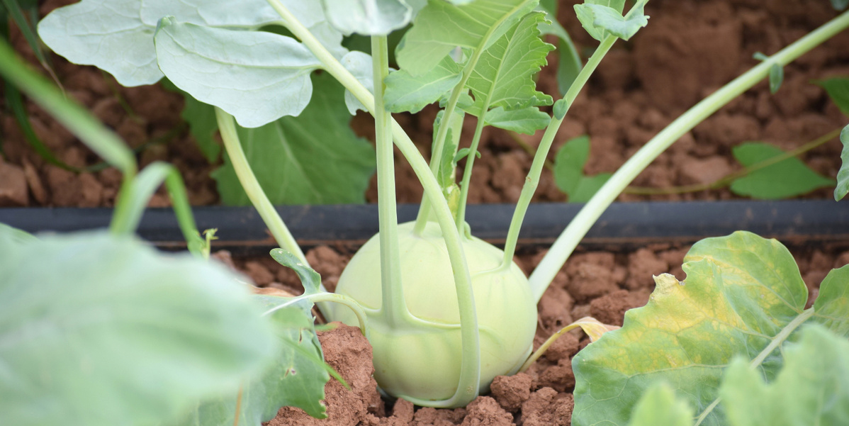 Kohlrabi auf dem Acker