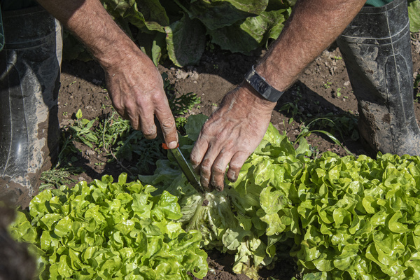Salat ernten am Baumannshof Acker