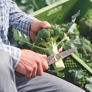 Zweierlei Brokkoli-Salate