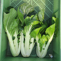 Pak Choi
