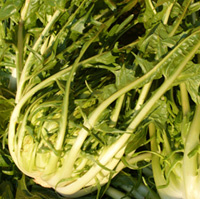 Puntarelle