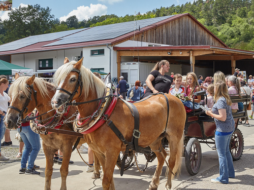 Kutschfahrt beim Hoffest am Baumannshof