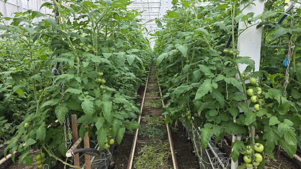 Tomatenpflanzen im Gewächshaus am Hof Engelhardt