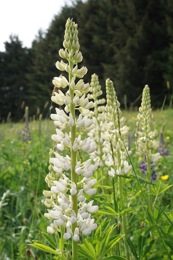 Blühende Süßlupine auf dem Feld