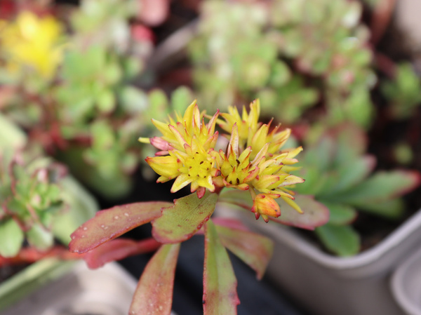 Reichbkühendes Fettblatt