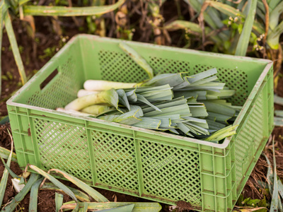 Lauch nach Ernte in grüner Kiste auf dem Acker