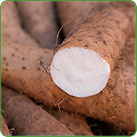 Lichtwurzel angeschnitten