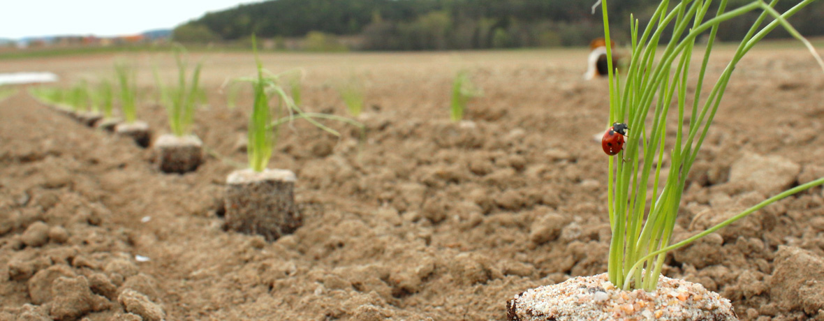 Stimmungsbild Marienkäfer auf Lauchzwiebel