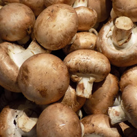 Champignons Pilze