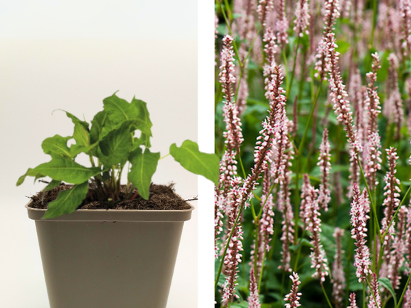 Kerzenknöterich 'Roseum'