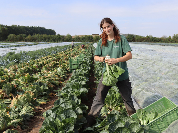 Nina erntet Pak Choi am Baumannshof Acker