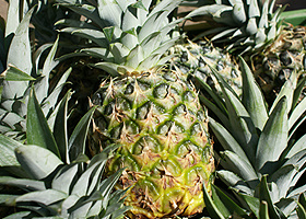 Ananas