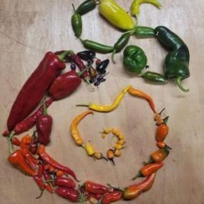 Produktfoto zu Paprikamix Pflanzen 6er