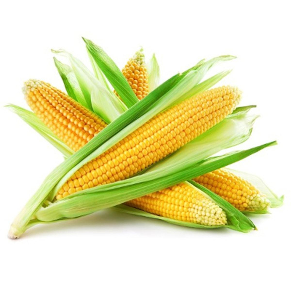 Produktfoto zu Zuckermais frisch