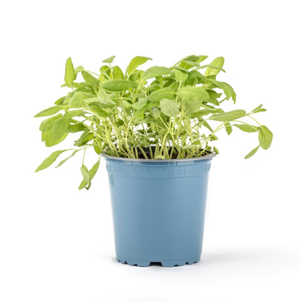 Produktfoto zu Kräutertopf Salbei