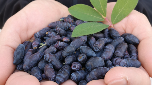 Haskap-Beeren