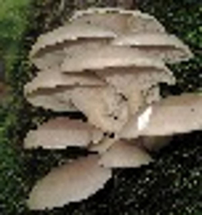 Produktfoto zu INFO Austernpilze