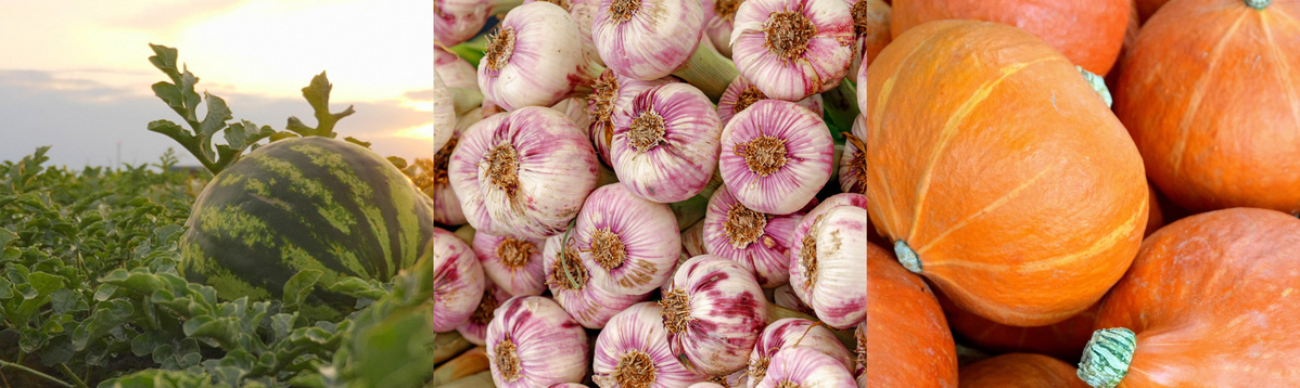 Wassermelone, Knoblauch und Kürbis