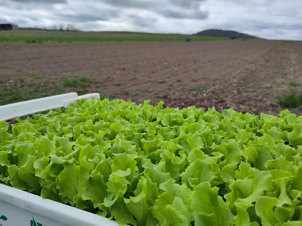 Jungpflanzen Salat