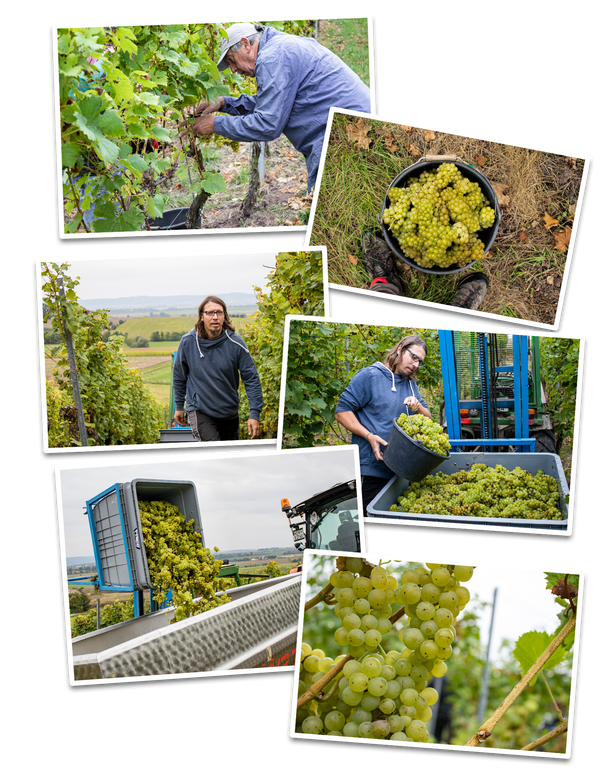 Weinernte weiße Trauben am Weinhang