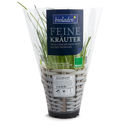 Produktfoto zu Kräutertopf Schnittlauch