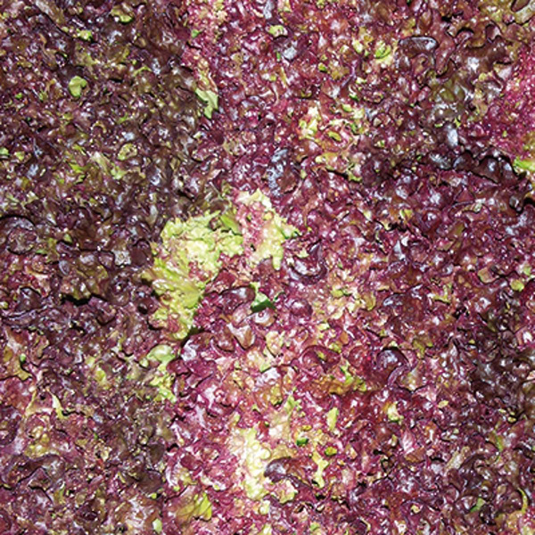 Produktfoto zu Salat Salanova rot