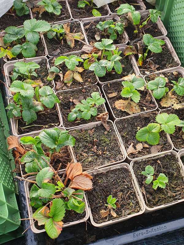 Erdbeerpflanzen