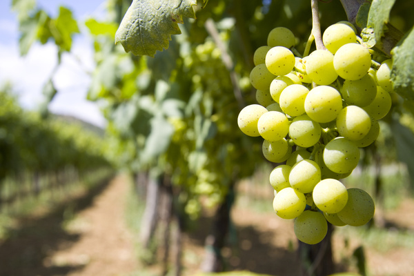 Trauben am Weinstock