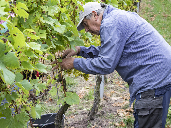 Mann bei der Weinlese