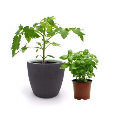 Produktfoto zu Buschtomate_Basilikumset mit Dünger