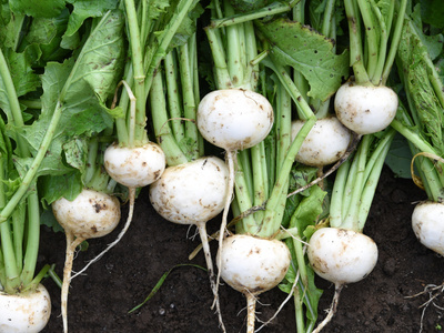 Rübchen