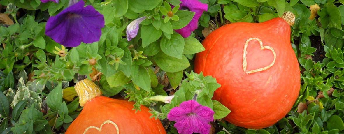 Kürbis mit Herz im Grünen