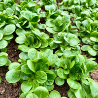Feldsalat