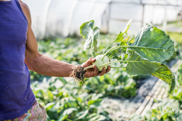 Person hält Kohlrabiknolle hoch