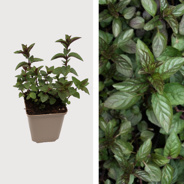 Produktfoto zu Schokominze