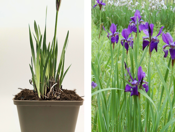 Sibirische Schwertlilie 'Niklassee'