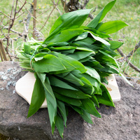 Bärlauch