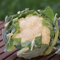 Blumenkohl