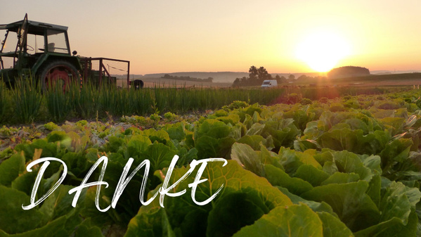 Salat auf dem Acker im Sonnenaufgang
