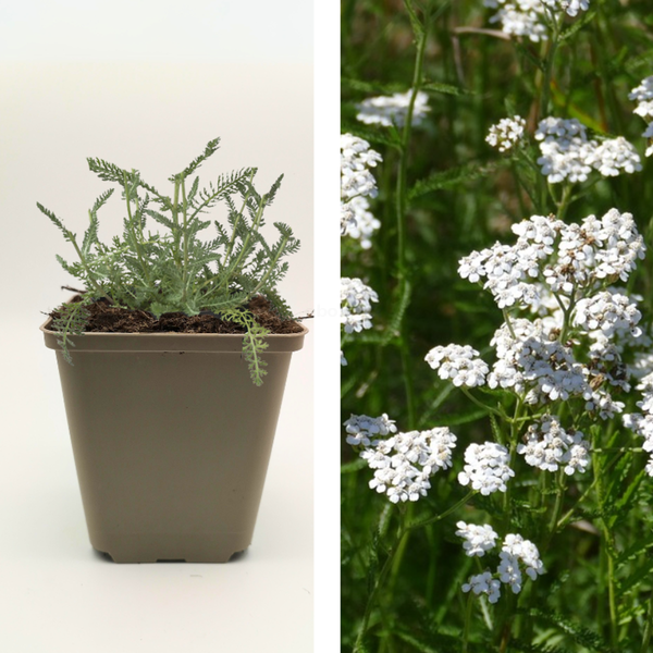 Produktfoto zu Schafgarbe - heimische Wildstaude