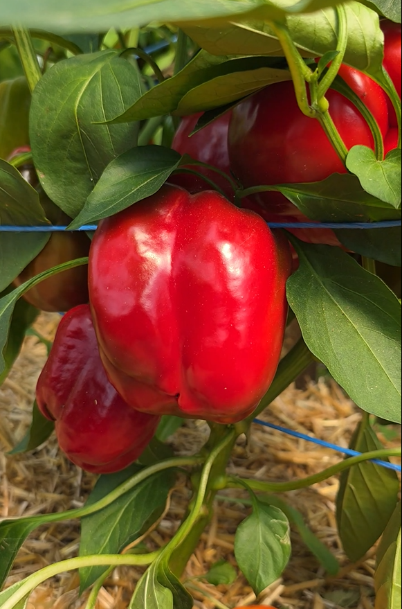 Paprika von Sebastian Baumann